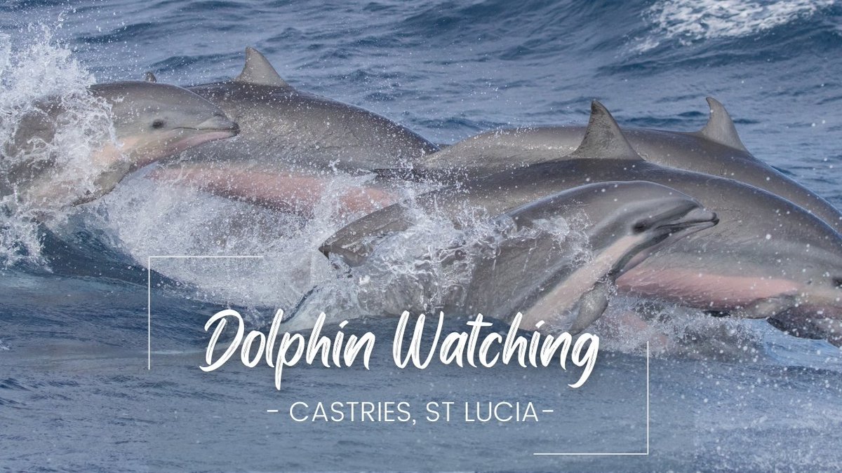 ⏰📷 NEW VIDEO NOW LIVE 📷⏰ youtu.be/IScZwk66tr8 #MarellaCruises #StLucia #DolphinWatching #FrasersDolphins @TUIUK | @CaptainMikeslu | @BBCEarth