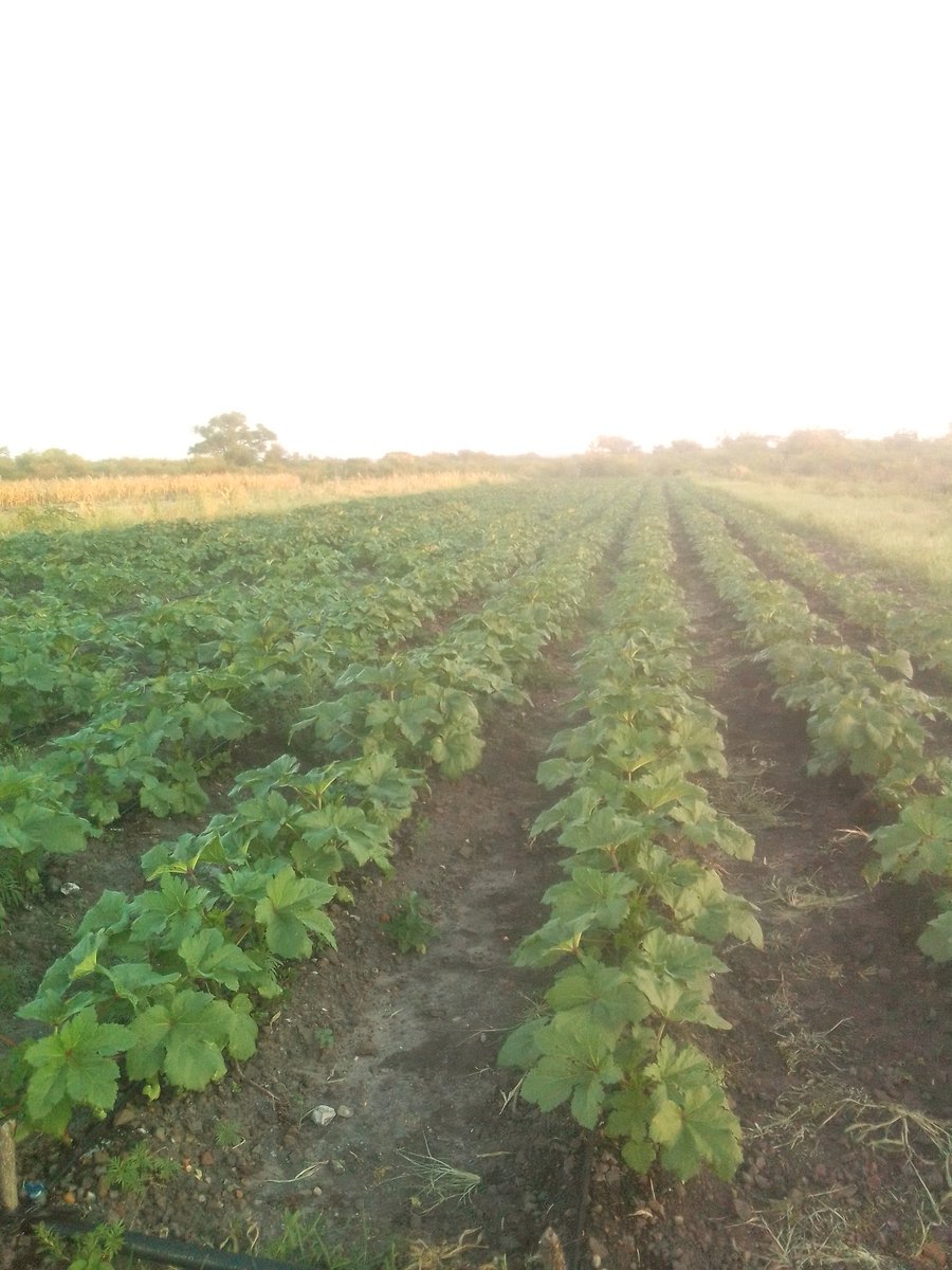 Returneefarmers's tweet photo. Hi good people. Finally we are now into okra farming. https://t.co/sDrUGahT0k