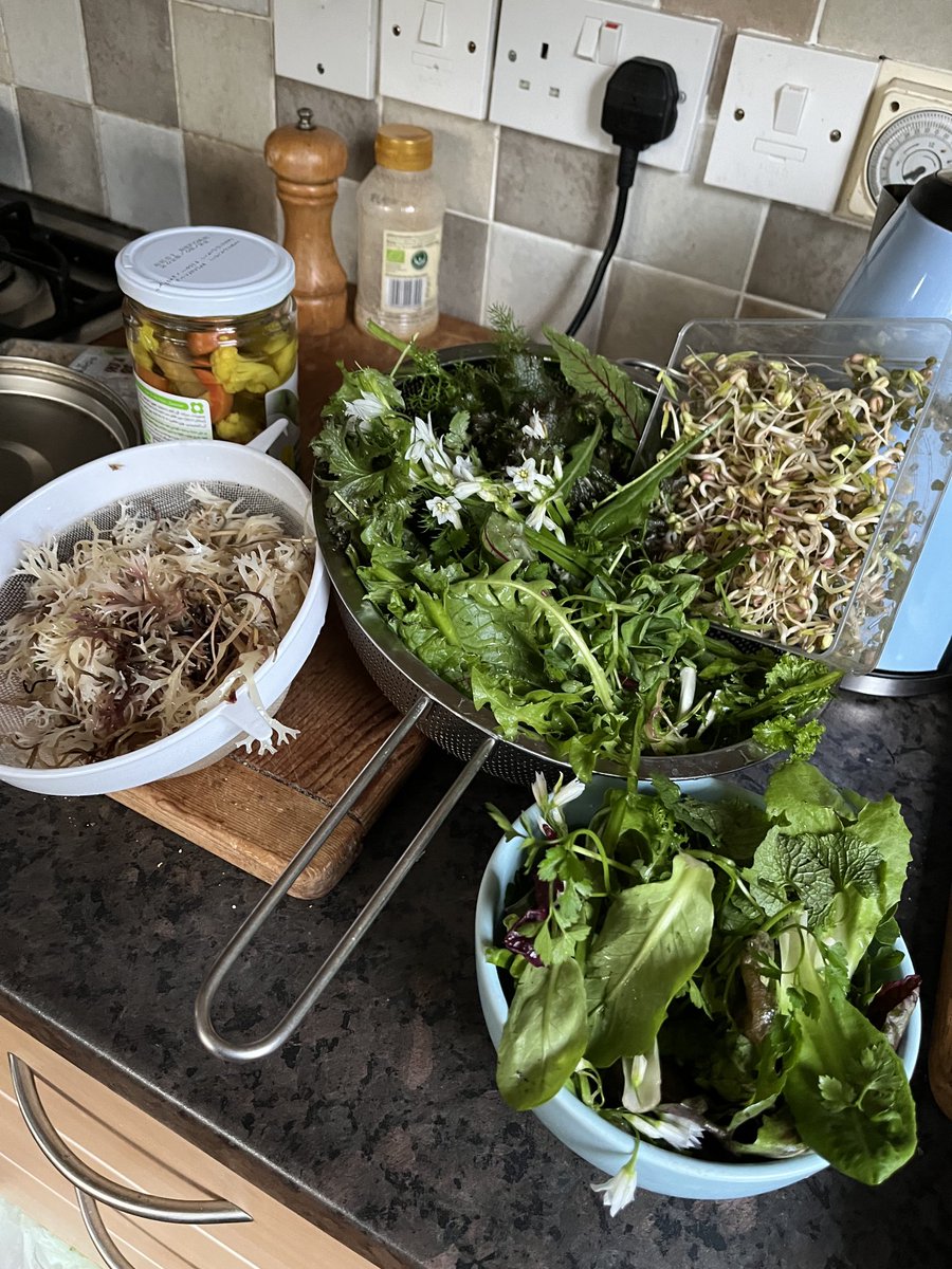 The home grown varieties are increasingly in availability including sprouting mung beans and pea-shoots. Edible flowers coming back into season too. ⁦<a href="/littlegreentip1/">little green tips</a>⁩ ⁦<a href="/nickykylegarden/">Nicky Kyle Gardening</a>⁩