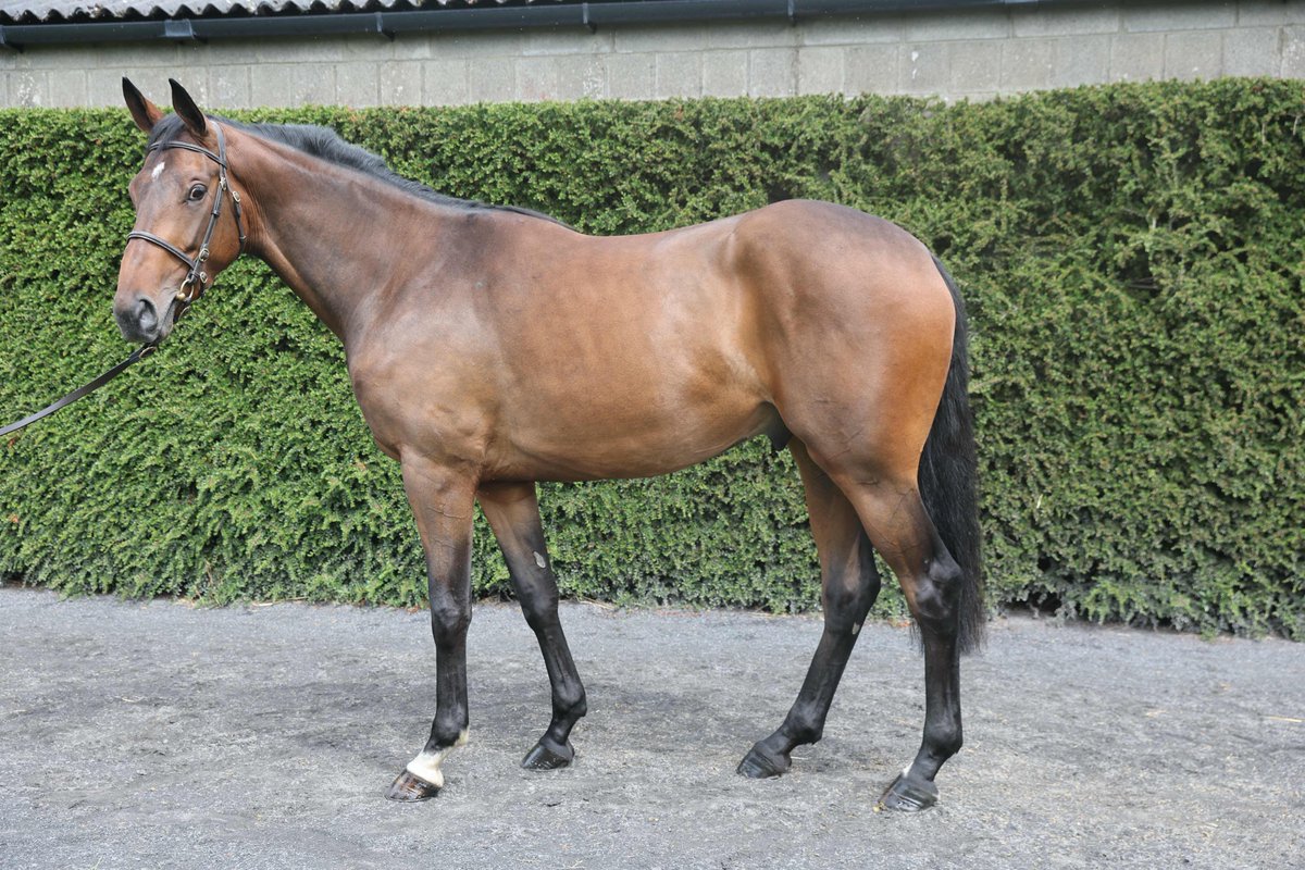 ⭐️ We're Red And Blue made a winning racecourse debut in the concluding bumper @HerefordRaces. The 4yo son of Blue Bresil is trained by @JonjoONeill and was ridden by @richiemclernon. 🤝 He was purchased at the 2023 𝐃𝐞𝐫𝐛𝐲 𝐒𝐚𝐥𝐞 from Rathturtin Stud by @StroudColeman /…