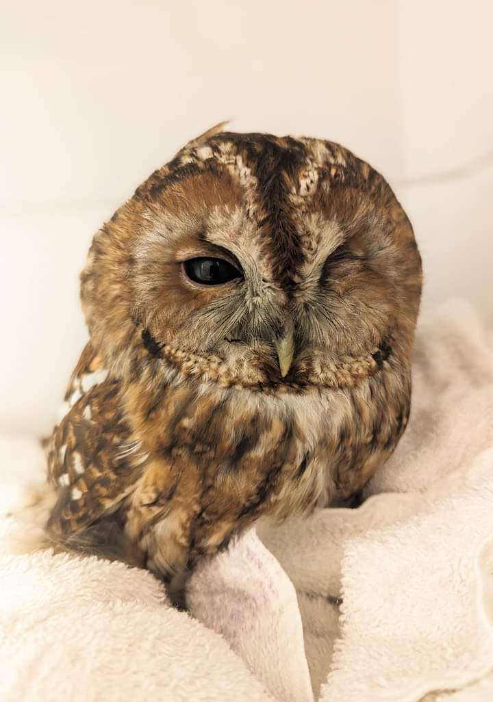 We've just collected this injured #TawnyOwl from a vets in #Swindon. Upon examination, he's seriously injured an eye, so much so it may have to be removed. He also has lots of parasites 😔 He's not well, but we've successfully rehabilitated a one-eyed owl before, so 🤞