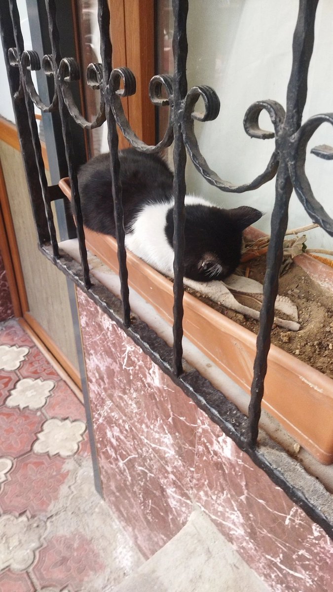 Saksıda pisiiii