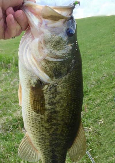DiamondTony69's tweet photo. First catch of the day was a #Hog. Me and @RickBeasley80 know how to get it done out here on the water. #CatchingHogs #EasyPickens #Dinner

#TD💎 https://t.co/Pp5WjTl89b