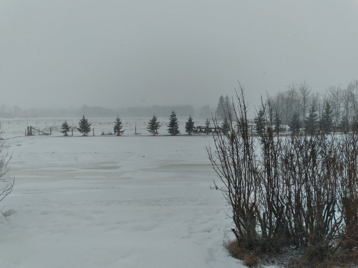 Looks like our first real winter storm of the year north of #yeg. Visibility is probably less than 500 metres. It's snowing sideways and it's breezy. Be careful on the roads! #abstorm #abroads