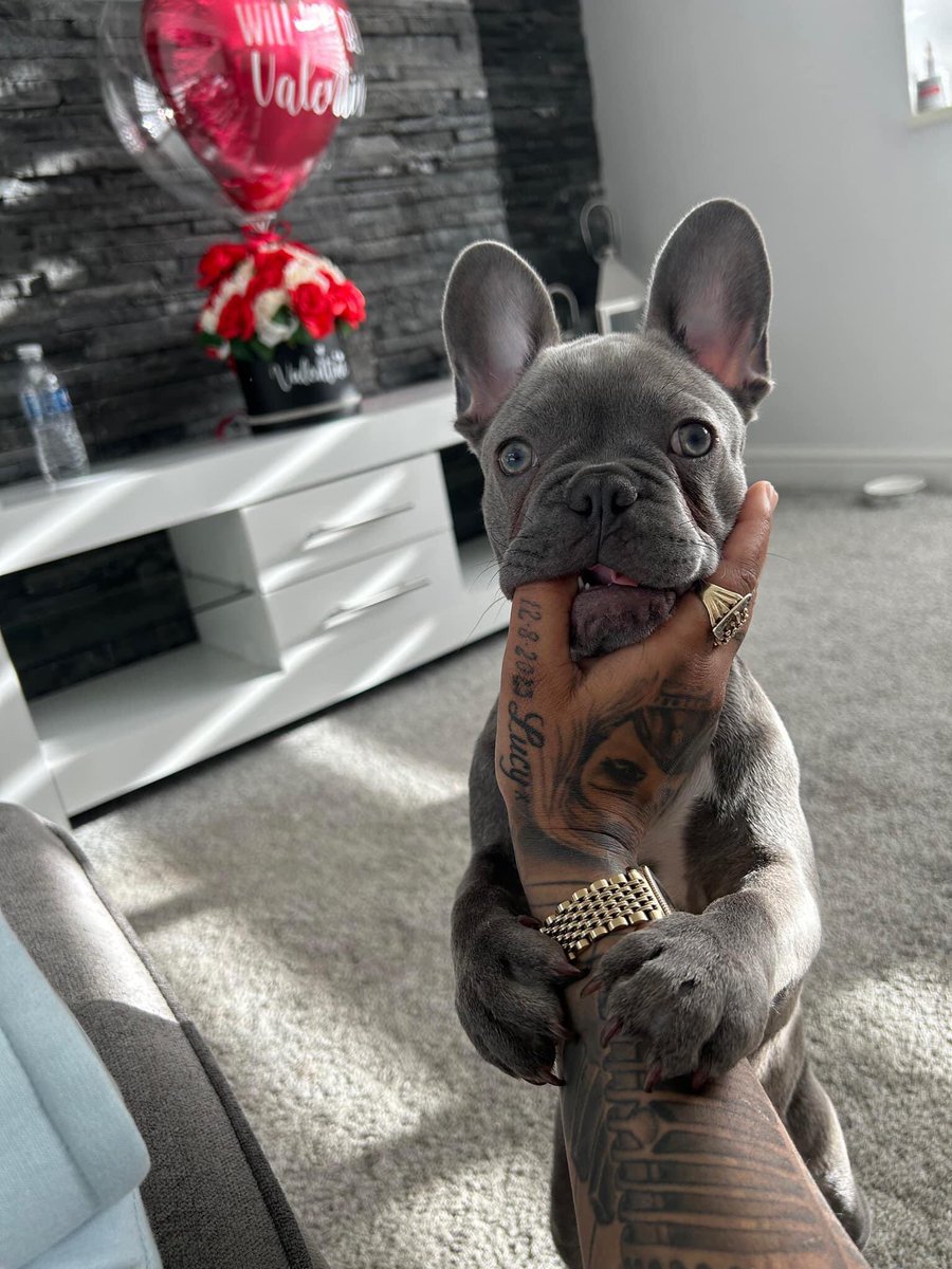 I want a doggy