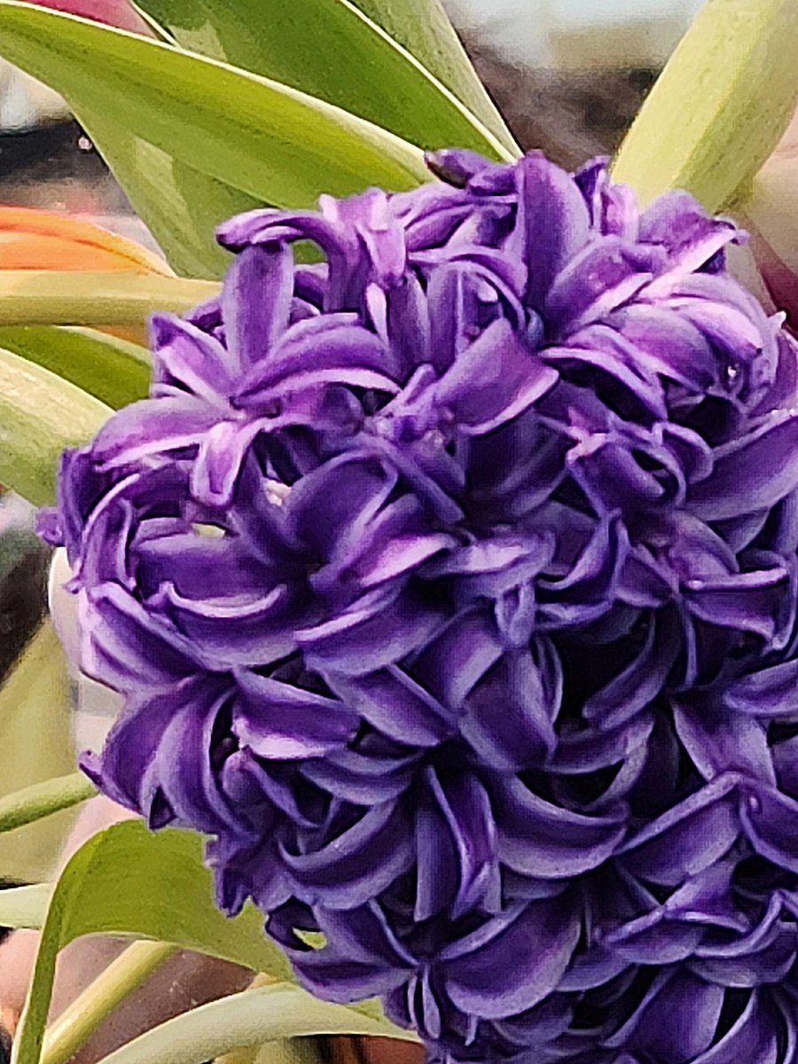 SojkaAnn's tweet photo. #AlphabetChallenge
#WeekH
H is for Hydrangea and Hyacinth https://t.co/KFbTeyqneD