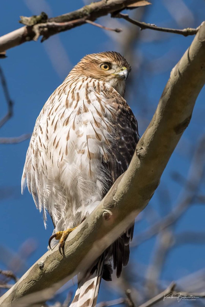 Driving into the neighborhood today I spotted this hawk. Taken from the car as I didn't want to scare it away! Doylestown, PA #hawk #raptor #birdofprey #buckscounty