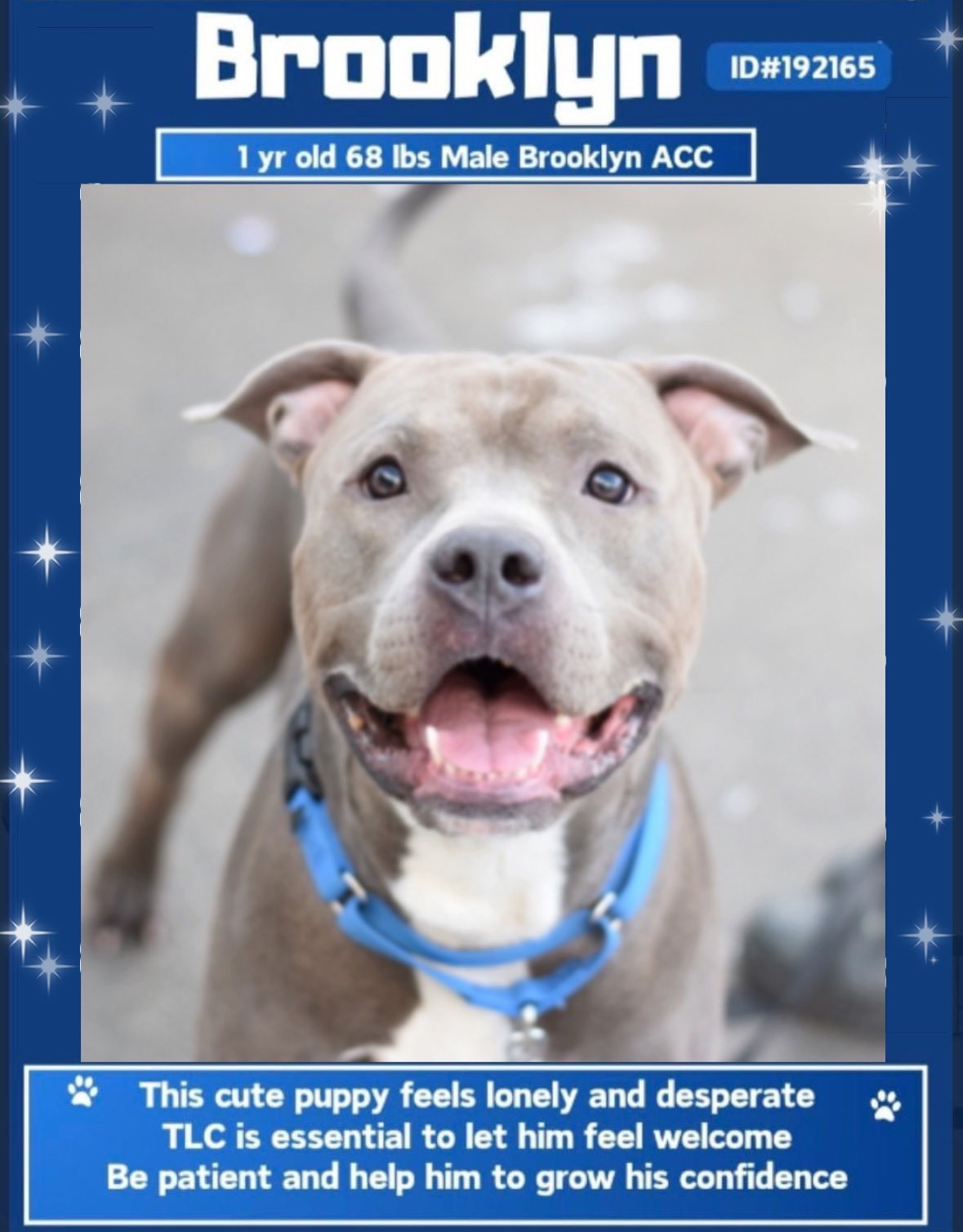 Puppy adoption brooklyn 2025