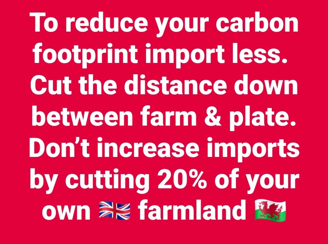 A Welsh Gremlin. 💙 tweet media