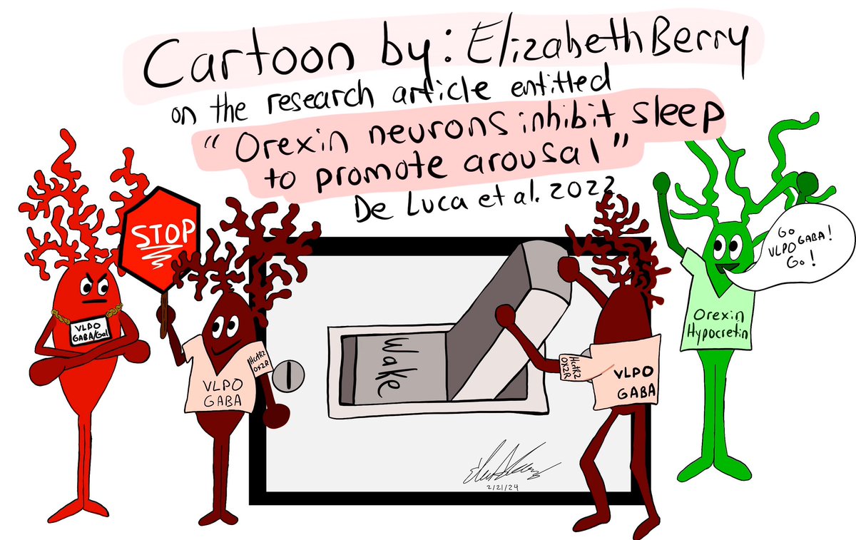 Cartoon abstracts should be a thing for research papers. 

Here is one I made for 
“Orexin neurons inhibit sleep to promote arousal” 
De Luca et al. 2022

nature.com/articles/s4146…
