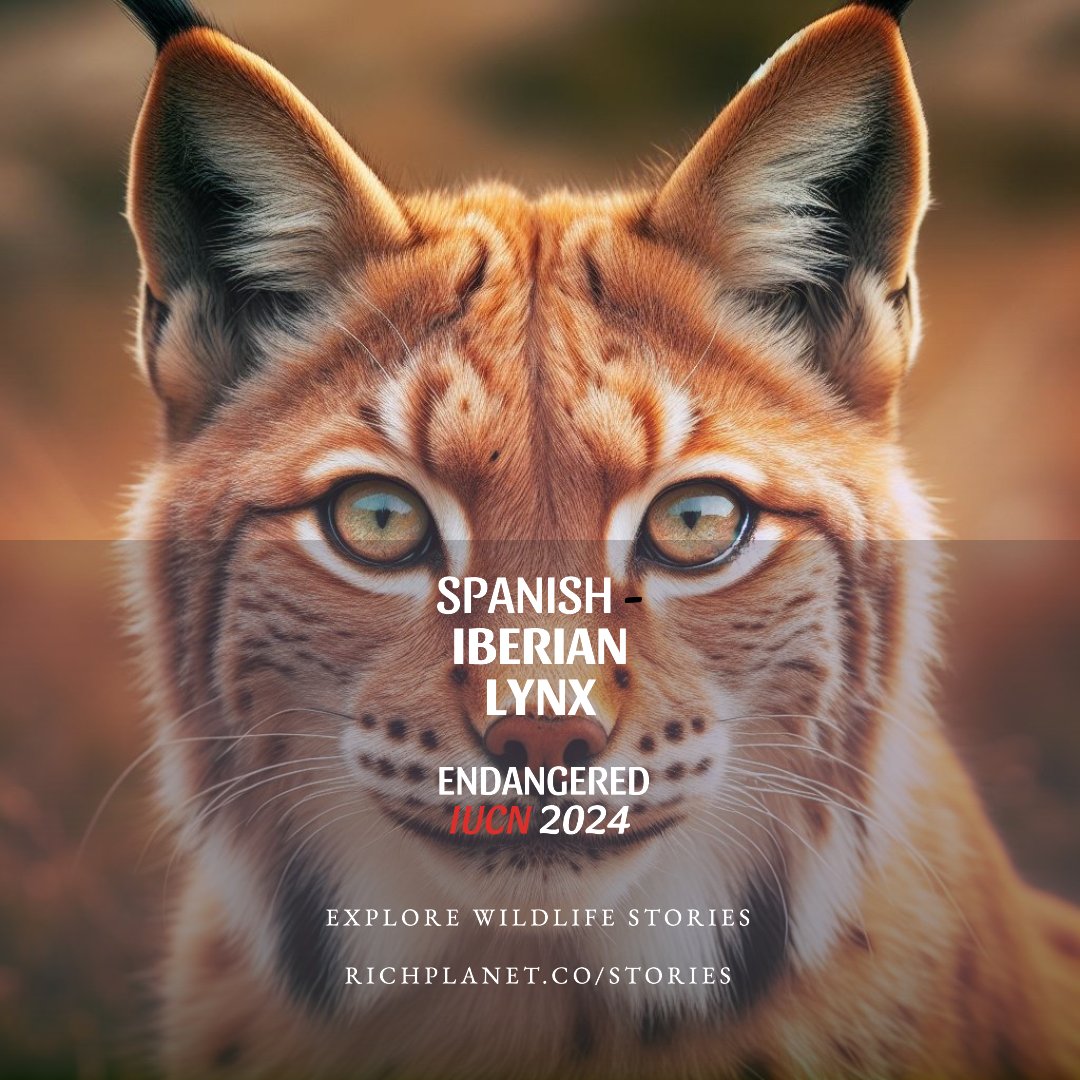 RichPlanetMatt's tweet photo. New article at https://t.co/fH9AicIjqG #Wildlife #IberianLynx #Spain https://t.co/5JtGq0fKhS