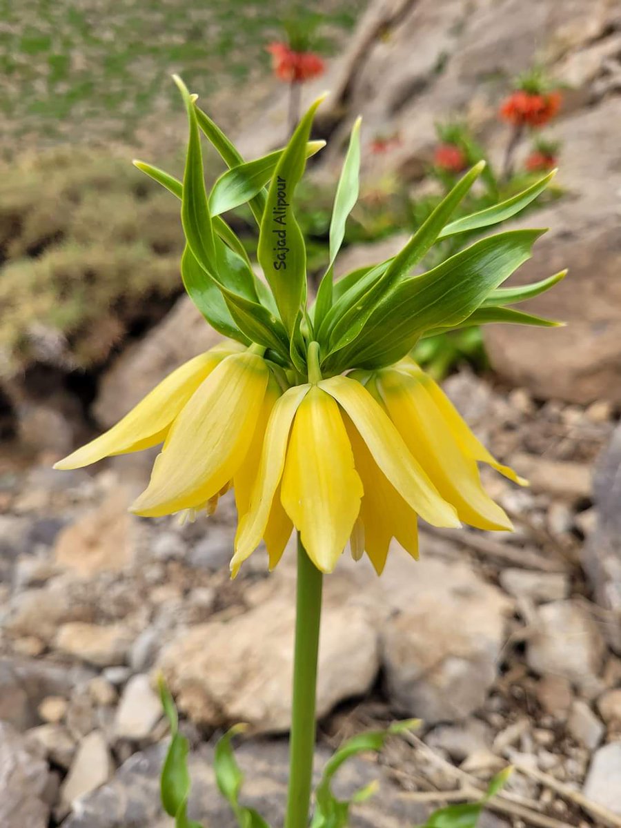 Fritillaria imperialis 
South Zagros, Iran
Blooming  April 
Altitude 2400m
Yellow form is really rare, and you must be very lucky to visit them after several years Botanizing. 
#Fritillaria #Liliaceae #botany #ecology #rare #Iran #bulbs