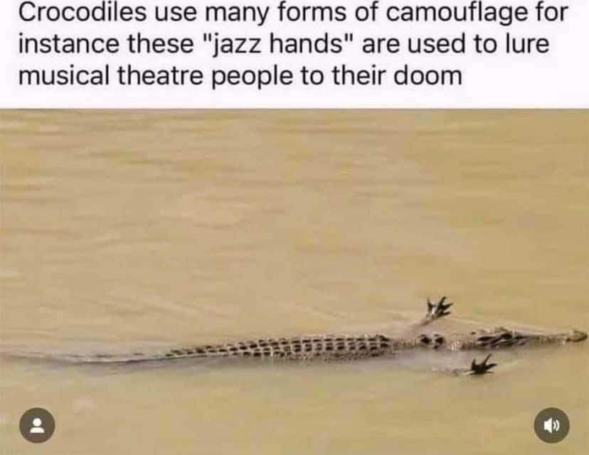 jimorear's tweet image. Fun Florida Facts. 

#florida #crocodile #alligator #fosse #jazzhands #musicaltheatre #wildlife