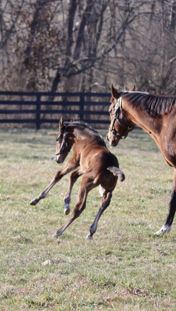 At 2 days old this daughter of @coolmoreamerica Practical Joke already has the moves. Spring has sprung .