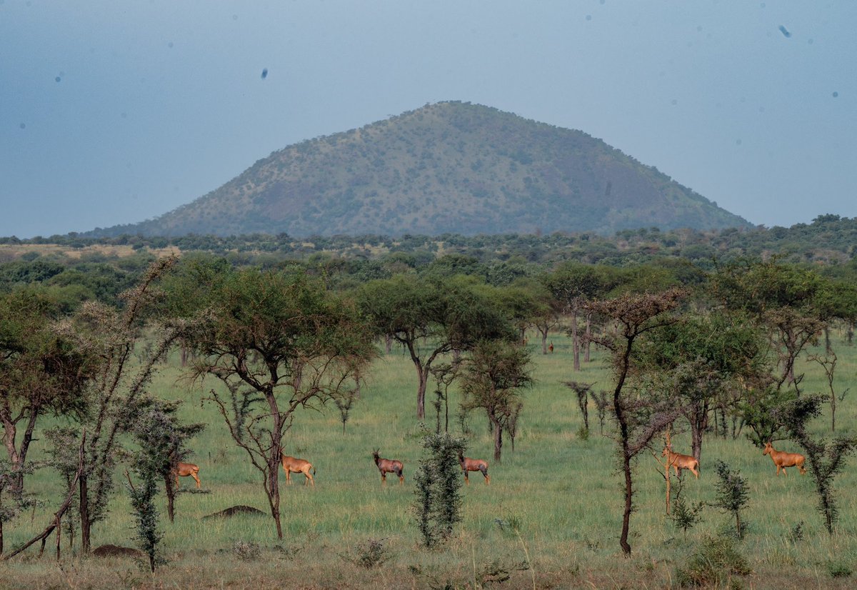 Naahwera's tweet photo. Good night from Uganda. 

📍Pian Upe 

📸Courtesy https://t.co/ZEwyYfL1gJ