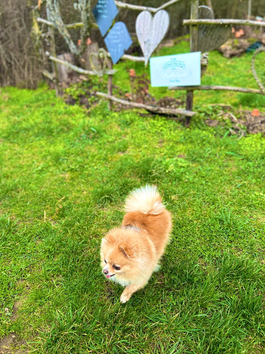 PawSpitzfamily's tweet photo. We walked a new route today 🥰 It was a Peace Path 😍🐾 It was super beautiful with cute heart-shaped stations. We had a lot of fun and now we are tired 😴 #spitzfamily #happytimes #fun #love #peacepath #peace #dogsofx https://t.co/GfmRRX5GNT