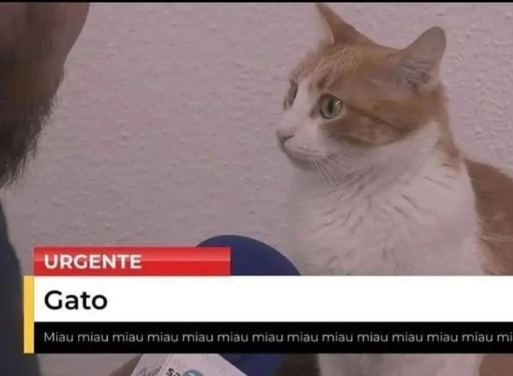 Punch Cat tweet media