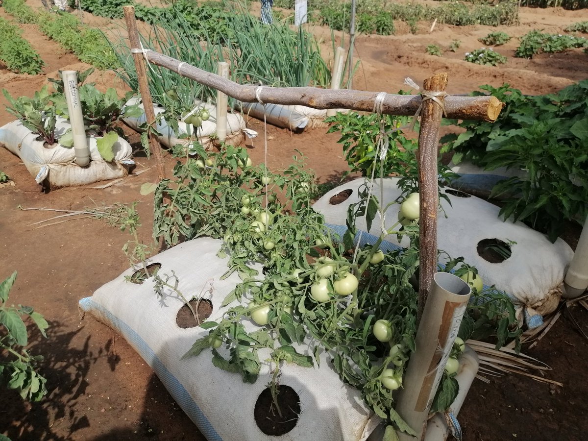 glnicolay's tweet photo. Technopark by #IER in Bamako (Sotuba) showcasing interesting #innovations, also from farmers. Visit during the #sustainsaheleu annual meeting https://t.co/H3RBorLr8D