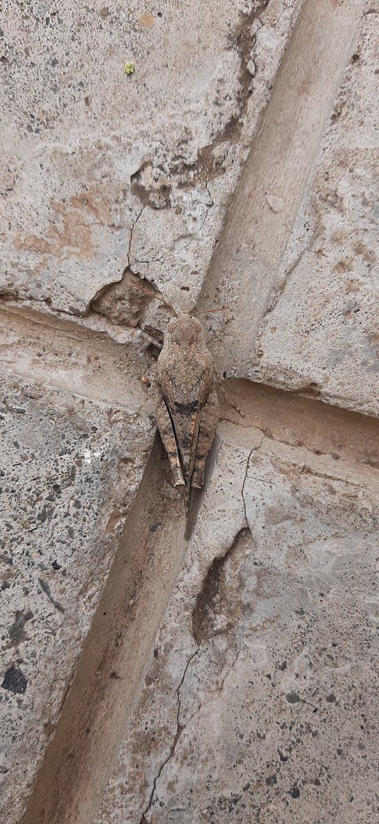 Camouflaged #grasshopper on a perfect hiding ground👌