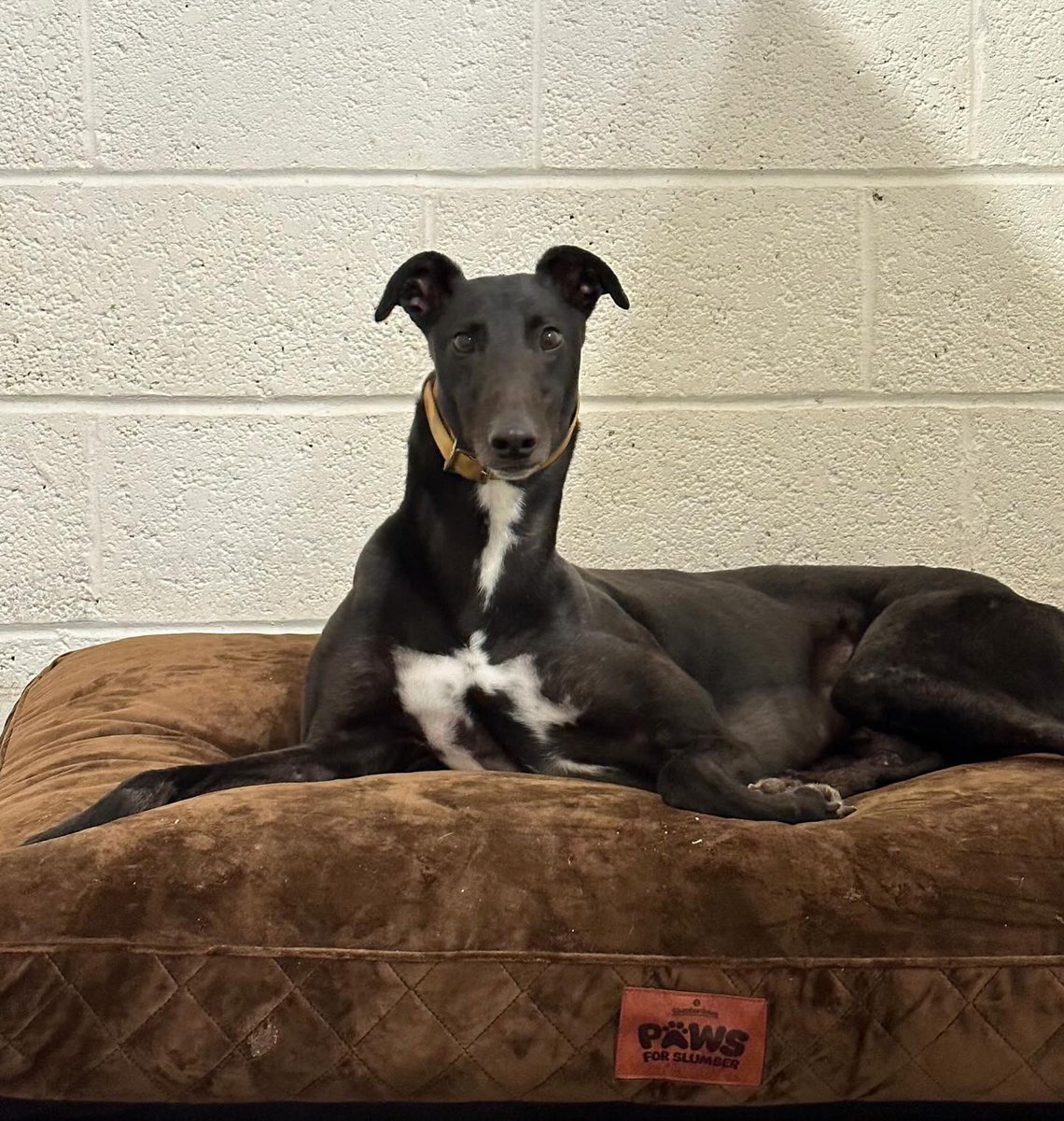 Retired Greyhounds Canterbury tweet media