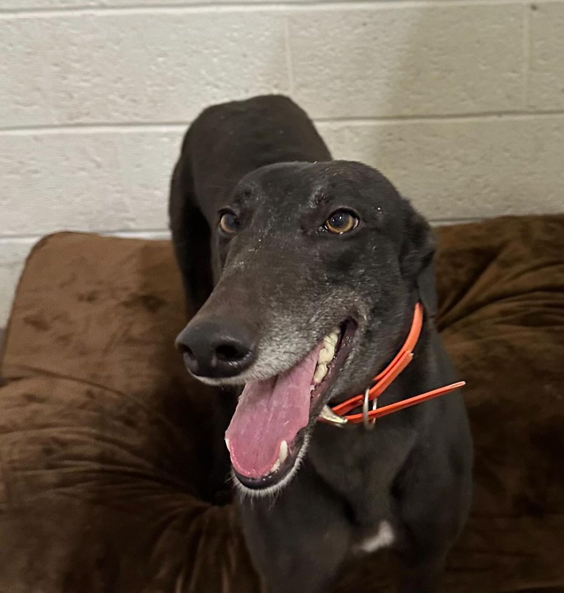 Retired Greyhounds Canterbury tweet media