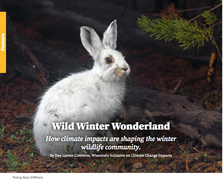 What's happening with wildlife in Wisconsin as winters are warming and snow cover season is declining? Learn more in the latest issue of @NelsonInstitute The Commons magazine. issuu.com/nelsoninstitut…