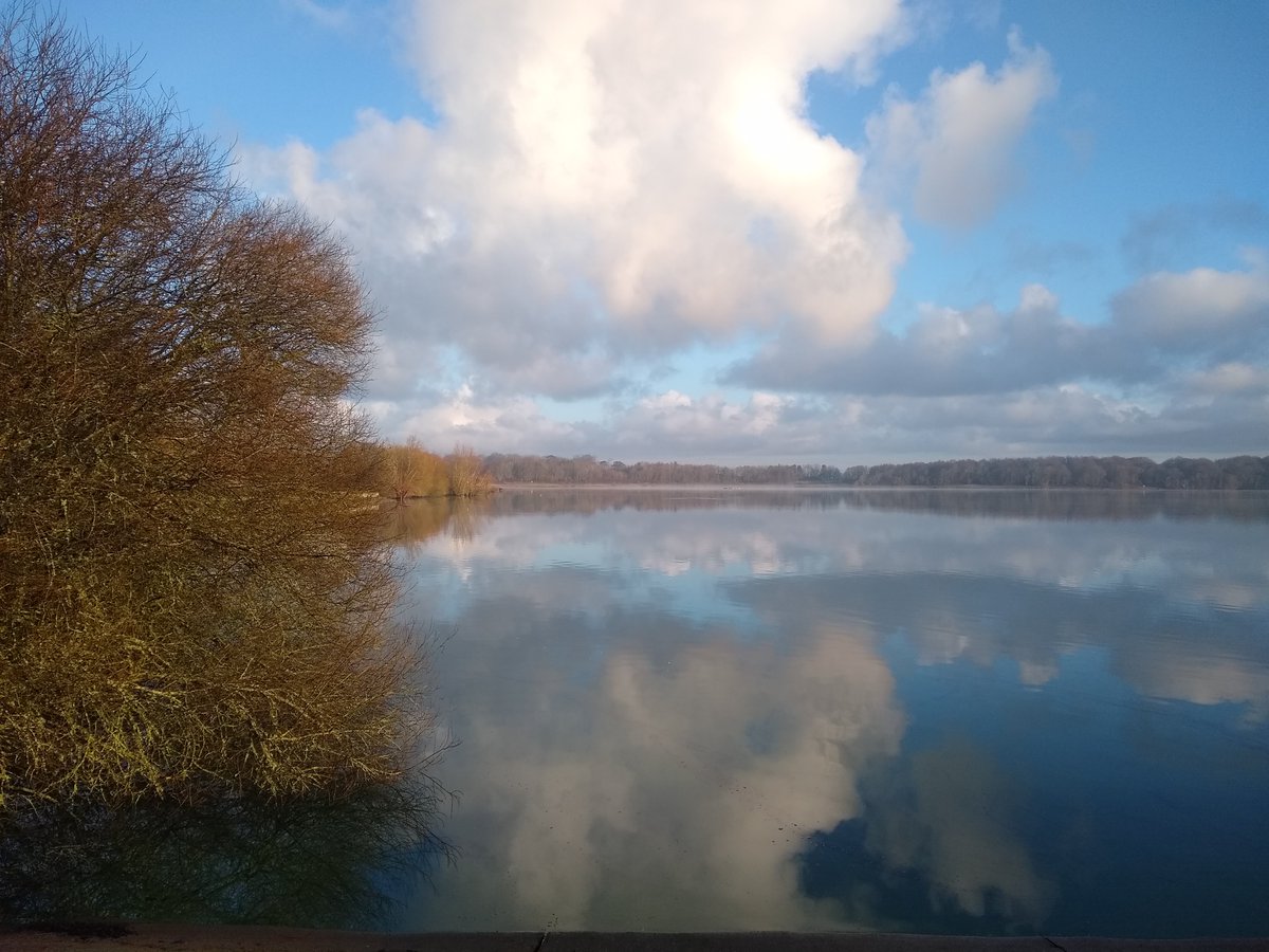 BerwickBirds's tweet photo. Beautiful morning at Arlington Reservoir and v nice to see a Cattle Egret there. However, it's heartbreaking to see the damage to the rookery at Ludlay Coppice due to tree felling by Firle Estate. https://t.co/6h9Z4Kr1oB