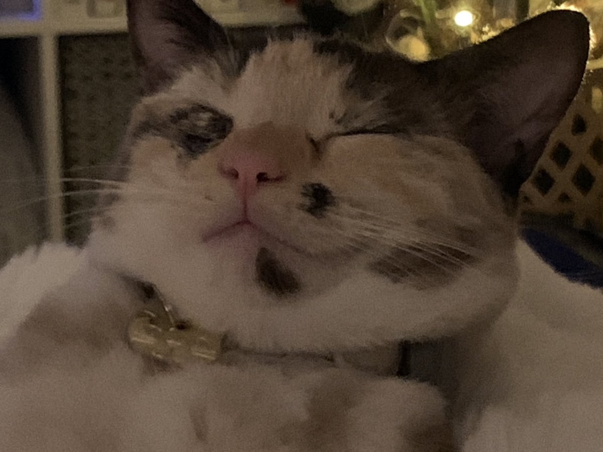 helenraw's tweet photo. The story of the rubber necking cat in 3 parts 🥰🥰
Wee #AuroraBoo
#TheCatAndDogLady https://t.co/At60CRRMyw