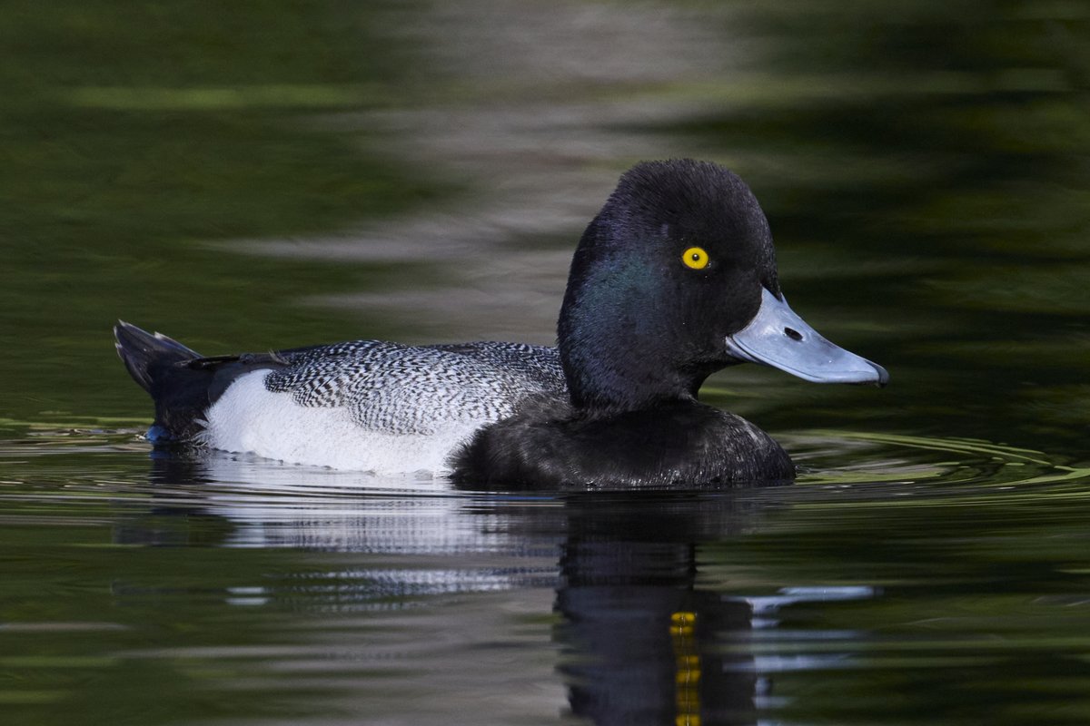 Judge_Burgess's tweet photo. Male #LesserScaup, seen and photographed on February 24, 2024 at beautiful #MarinaBayStPete, #StPetersburg, #Florida. #NaturePhotography 📷🌴👨⚖️ https://t.co/7aoZIUM9ey