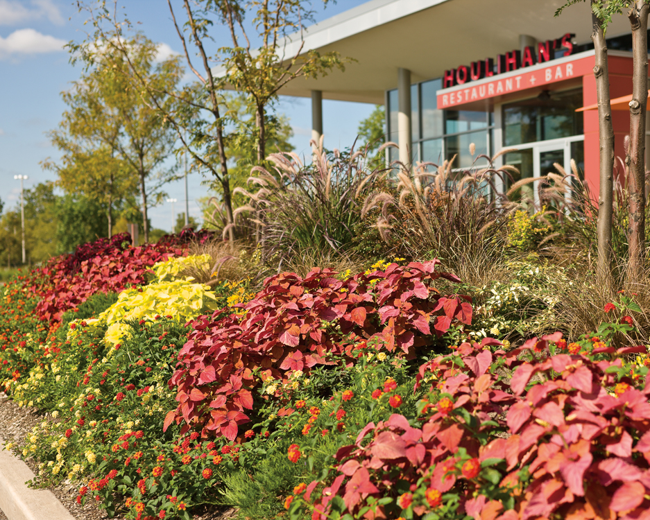 Proven_Winners's tweet photo. Spring break is coming up. ๐๏ธ This low maintenance, vibrant strip is filled with ColorBlazeยฎ coleus, Lusciousยฎ lantana and purple fountain grass - sun and heat tolerant plants that shine all season with no need for #primping and #pruning. โ๏ธ #ProvenWinners https://t.co/rQ9yJHFSvZ