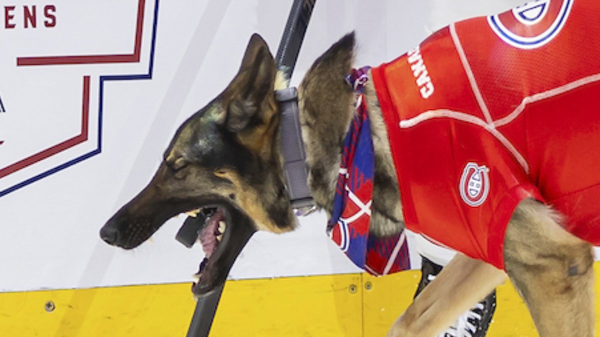 en lice pour la photo du jour?

same same

#GoHabsGo | <a href="/MaggietheGoalie/">Maggie the Goalie</a>