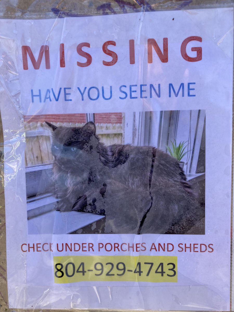 ATTN JACKSON WARD

MISSING
HAVE YOU SEEN ME
CHECK UNDER PORCHES AND SHEDS

804 929 4743