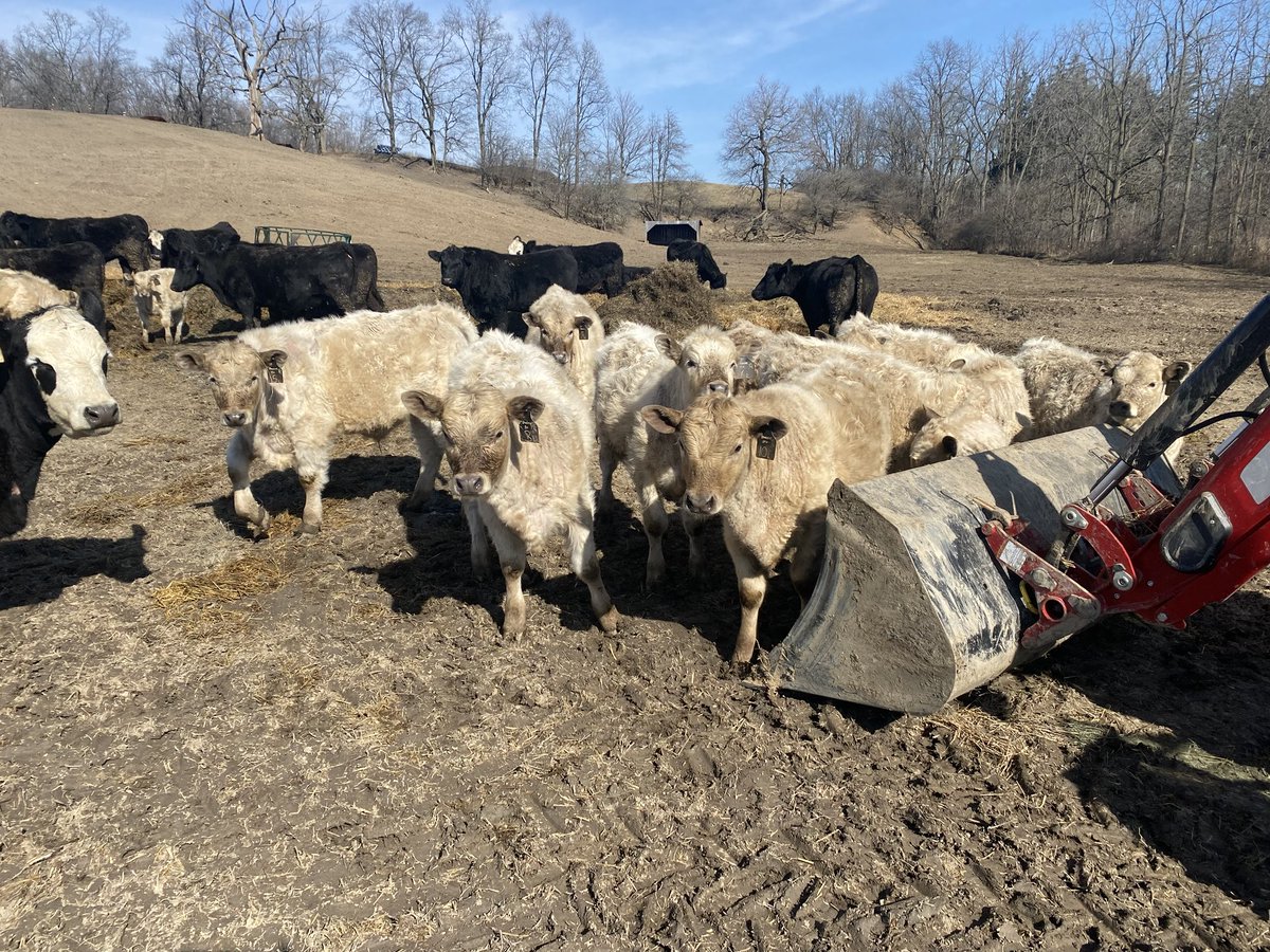 Nice to have happy Charolais bull customer’s send pics of there fall calves on a beautiful Sunday, Charolais yearling bulls for sale via private treaty #charolais