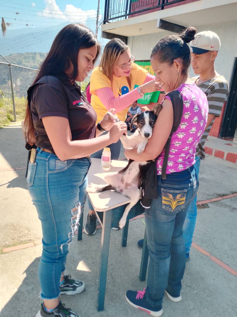 SomosNevado's tweet photo. En despliegue del Plan #AmorEnAcción  en el estado #Mérida los días #23y24Feb se realizó en las Parroquias: Ozuna Rodriguez y parroquia Jacinto Plaza #AtenciónVeterinaria a más de 100 animalitos en las diversas patologías presentadas. https://t.co/CVMORFTb0U