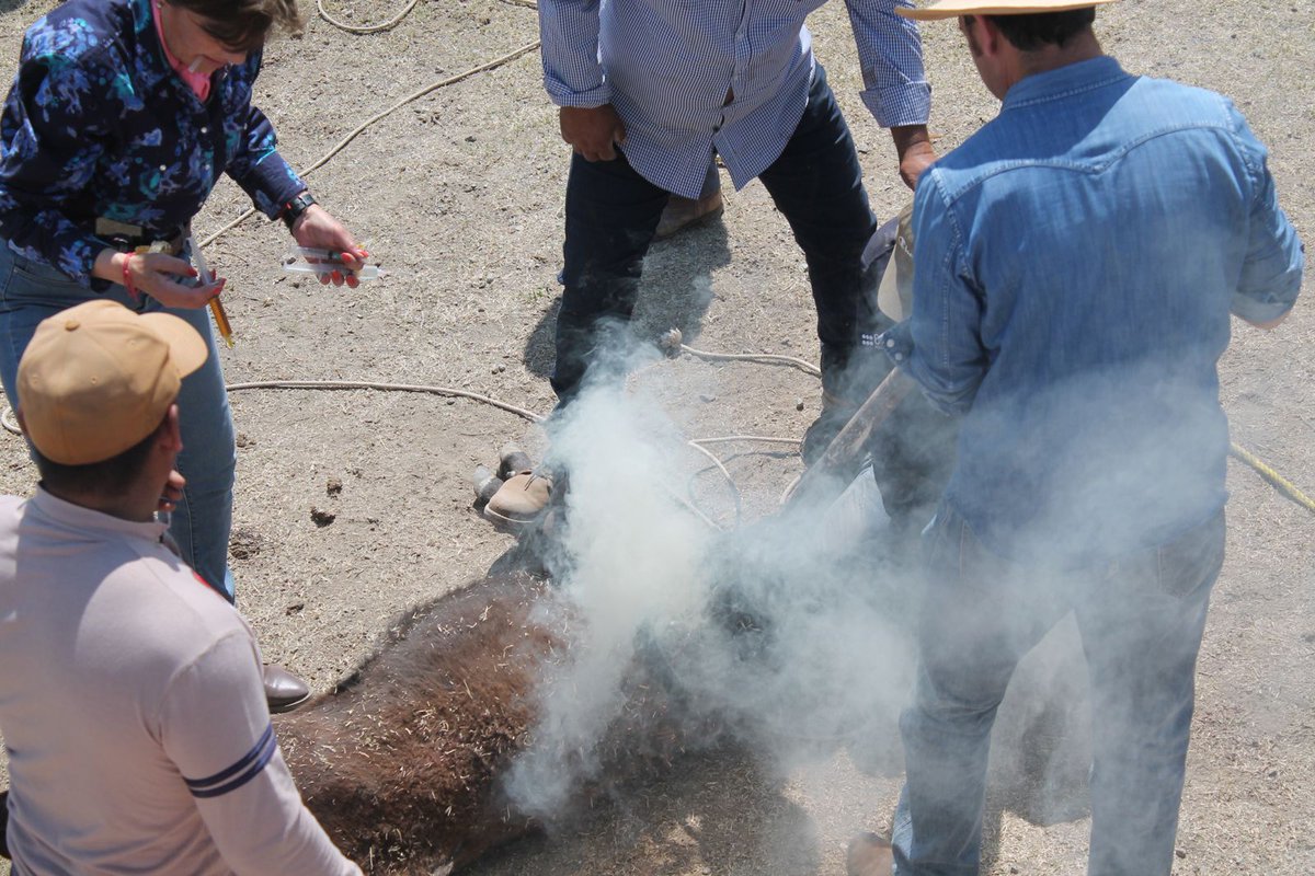 Las ganaderias tlaxcaltecas realizan herraderos en esta temporada, los becerros son marcados, desparasitados y vitaminados. 
Antes de la tienta en el caso de las becerras y de lidia a muerte de los machos,esta es la única ocasión en su vida que tienen contacto con el ser humano.