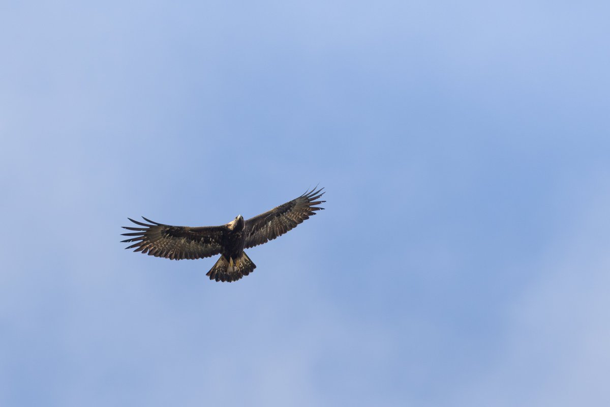 On a day trip to Islay yesterday we got Incredible views of a Golden Eagle What a bird!!