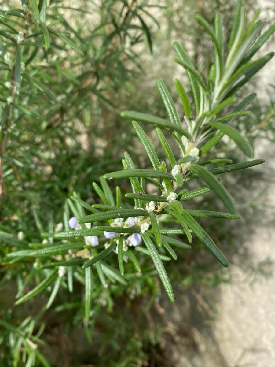 Pleasantly surprised at seeing Rosemary flowers today.