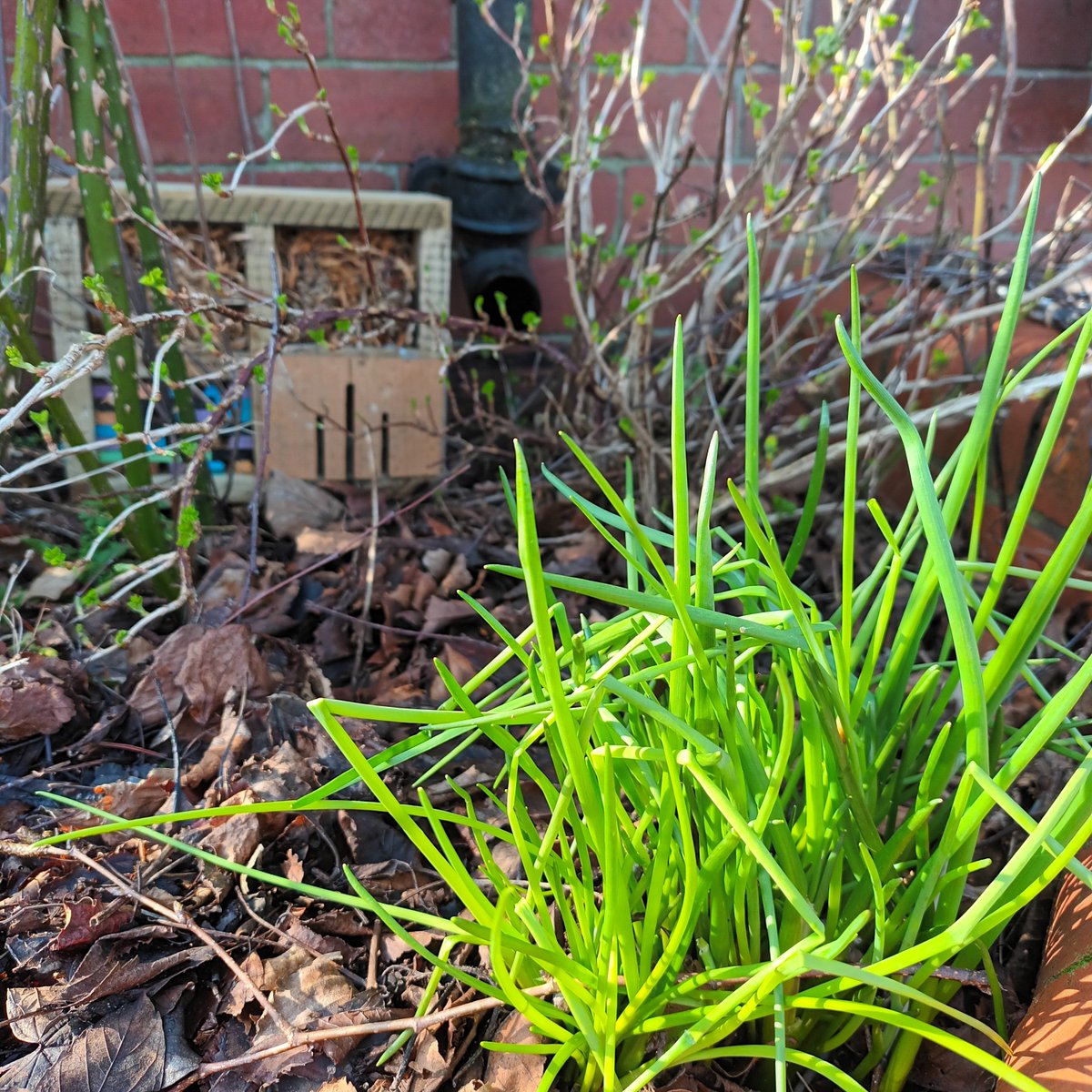 EdibleMorley's tweet photo. Plenty of herbs ready in the Incredible Edible Morley beds: chives, rosemary  thyme, oregano. Also strawbs, rasps and tiny rhubarbs starting to sprout plus some currants, don't know which cos the label's come off 😆
#incredibleedible #leeds #morley #growyourown https://t.co/04rYBQYo8a