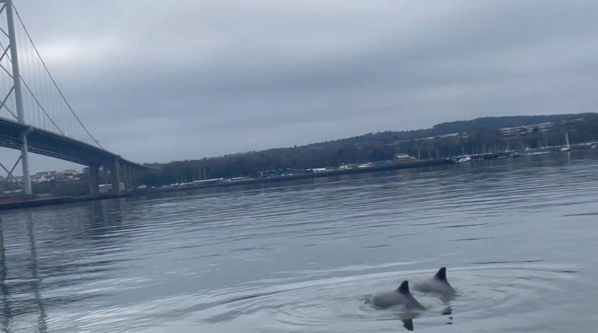 Queensferry Rowing Club tweet media