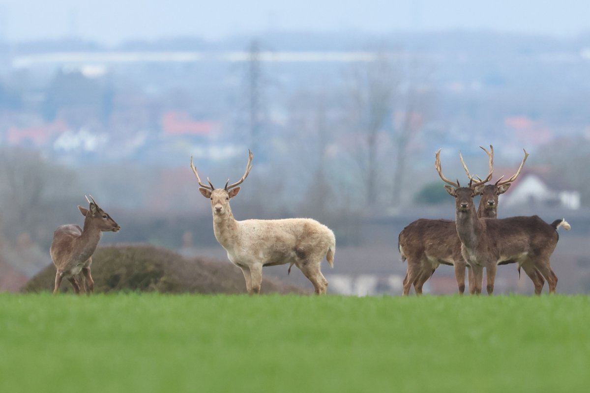 bcbeancounter's tweet image. Local walk today included a white Fallow Deer #fallow #deer #mammal