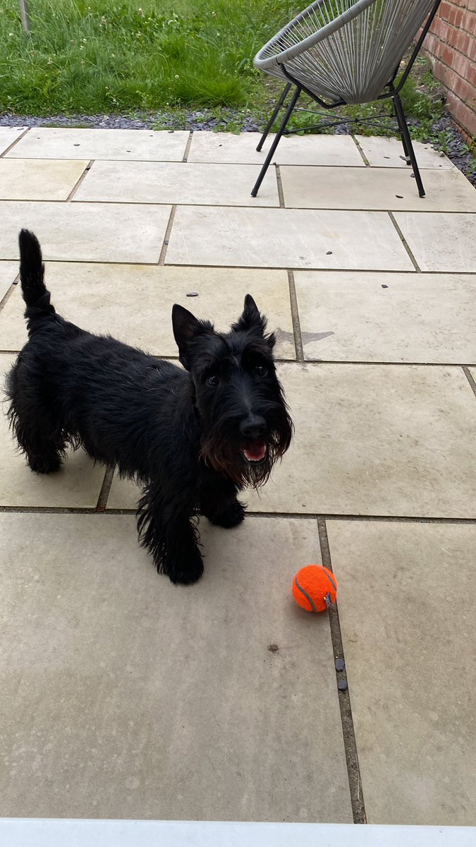 Smallsey9's tweet photo. @Lawsonpeak1 @SkyNews Friendly stubborn and loyal https://t.co/AupsVqDPVe