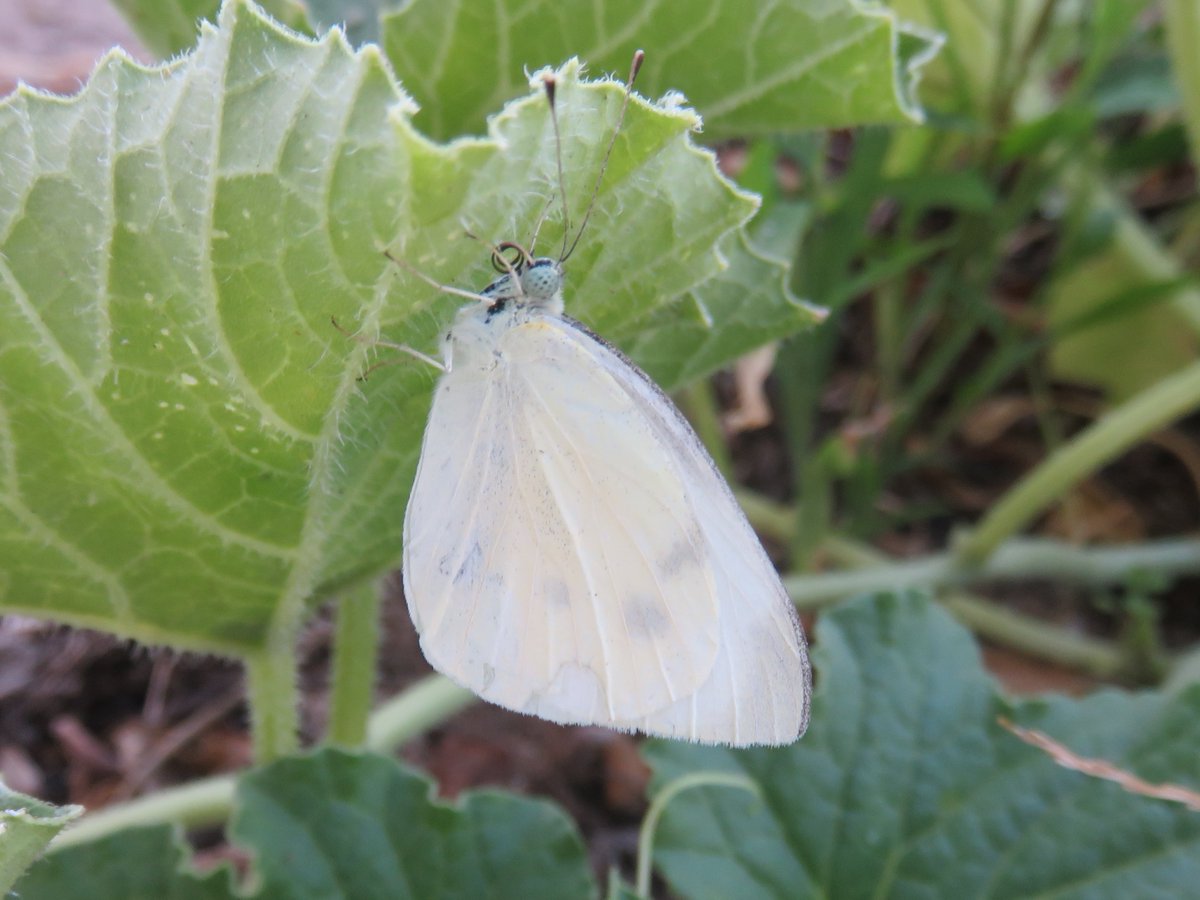 @BeccasButterfli Plenty of Small Whites, Large Whites, and a few Bath Whites where I am in #Portugal. Here's a Small White for #SmallWhiteSunday. #ButterflyForEveryDay