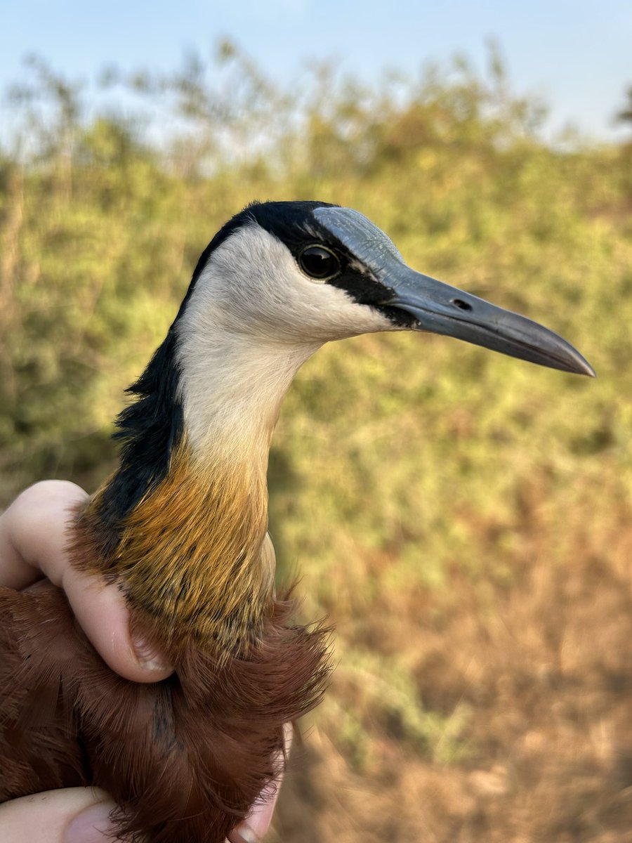 Sploshing around in the Gambian marsh produced several of these prehistoric looking AFRICAN JACANA. Their huge feet allow them to walk across the lily pads with some sort of grace 😅 #BirdRinging