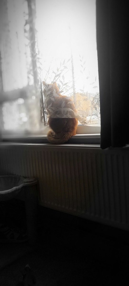 melfitbabe35's tweet photo. Milo is not in good way. At vets over night, has heart failure. Hoping he improves. But will need to be on medication for the future @RSPCA_official @joynes85 #Earpsupport https://t.co/yEtPCoeNvm