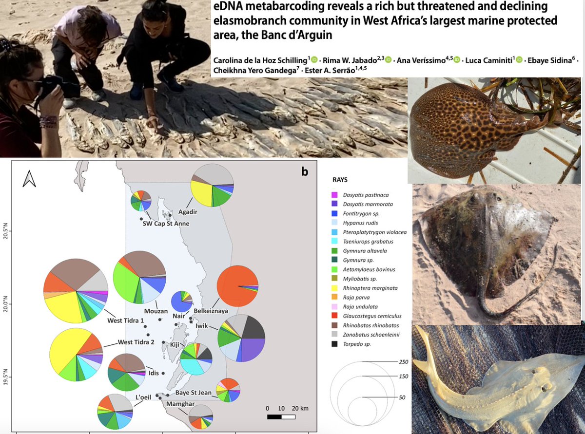 Ester Serrao tweet media