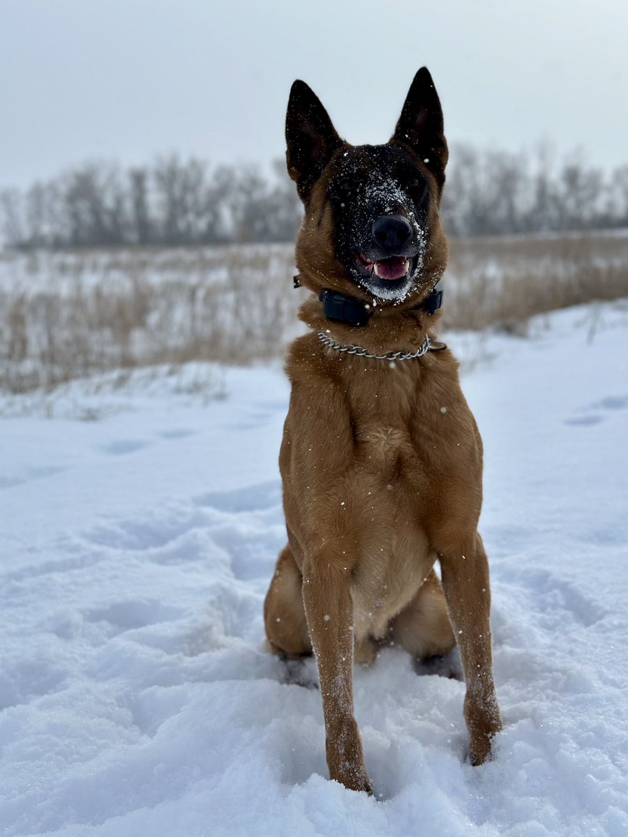 #psdbenny recently caught 2 suspects who fled from a stolen vehicle and tried to hide. The nose knows!