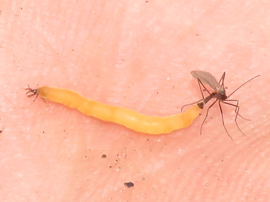 legendofziemke's tweet photo. Yesterday I learned that some Cecidomyiids exhibit larviform females. At first I saw the wriggling orange thing on its own under a rotting plank. When I went back, a male found her in the meantime and gave me some clarity on what I was looking at. https://t.co/4wO9UyzPSL
