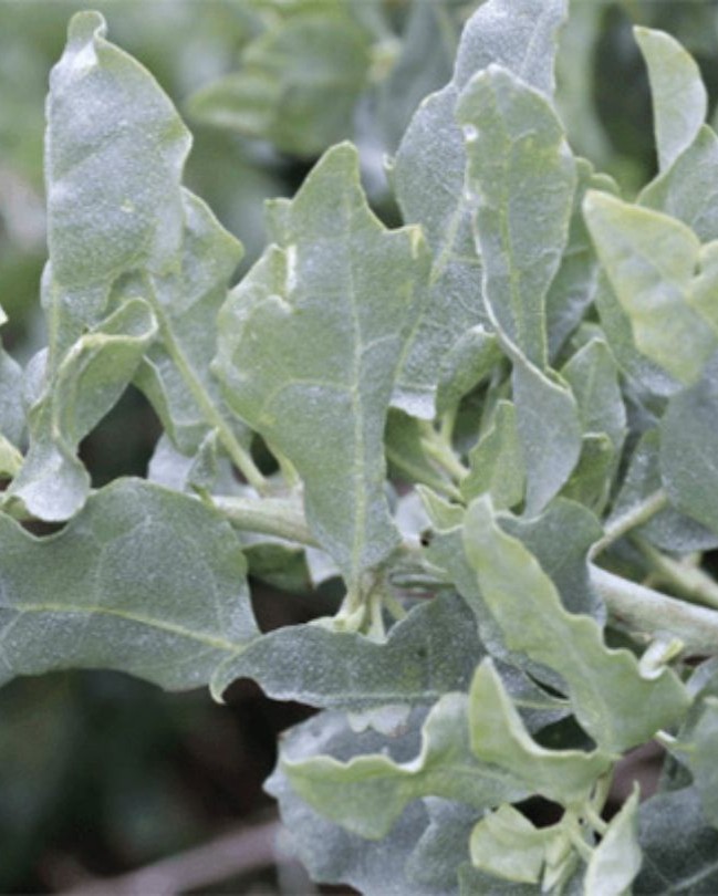 #Saltbush is one of Australia’s most delicious and unique native herbs. Try it in our NEW #RoastedNuts Smokey Australian Saltbush here: loom.ly/nAfS0f0 #australiannative #australiannativefood #bushfoods #nativeingredients #australianmacadamias #brookfarm #byronbay