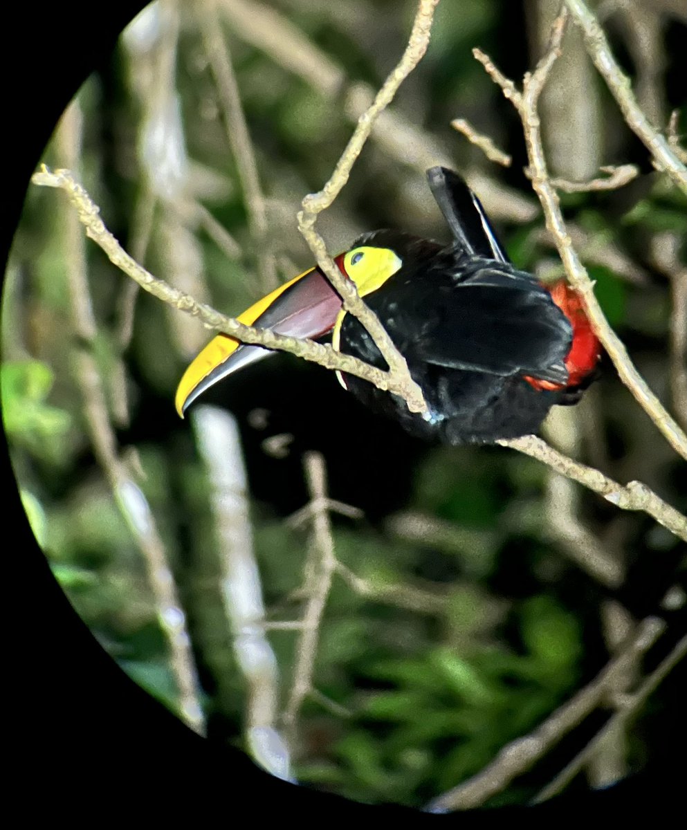 Colton Junod, MD tweet media