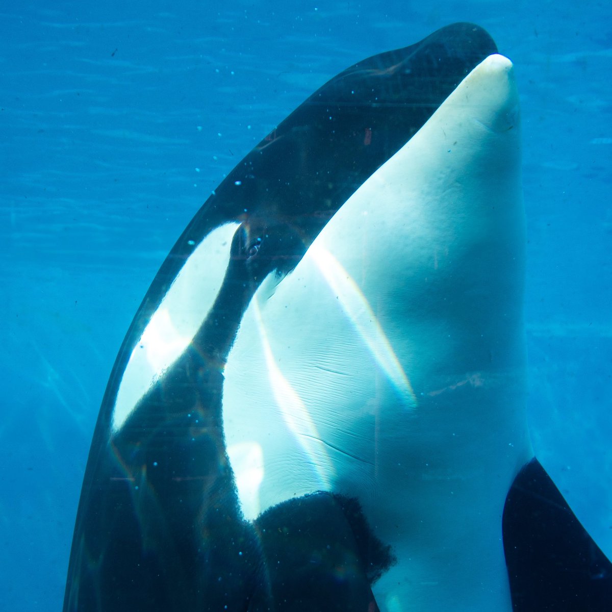 SeaWorld's tweet photo. Happy birthday, Shouka! 🎉 With a variety of unique vocalizations that the other whales have learned to mimic, this sweet girl is known in the pod for her easy-going personality. 

📍: SeaWorld San Diego https://t.co/LmarstU3Nj